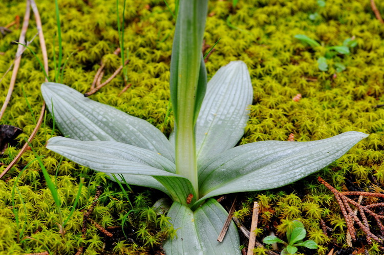 Lusus di Ophrys